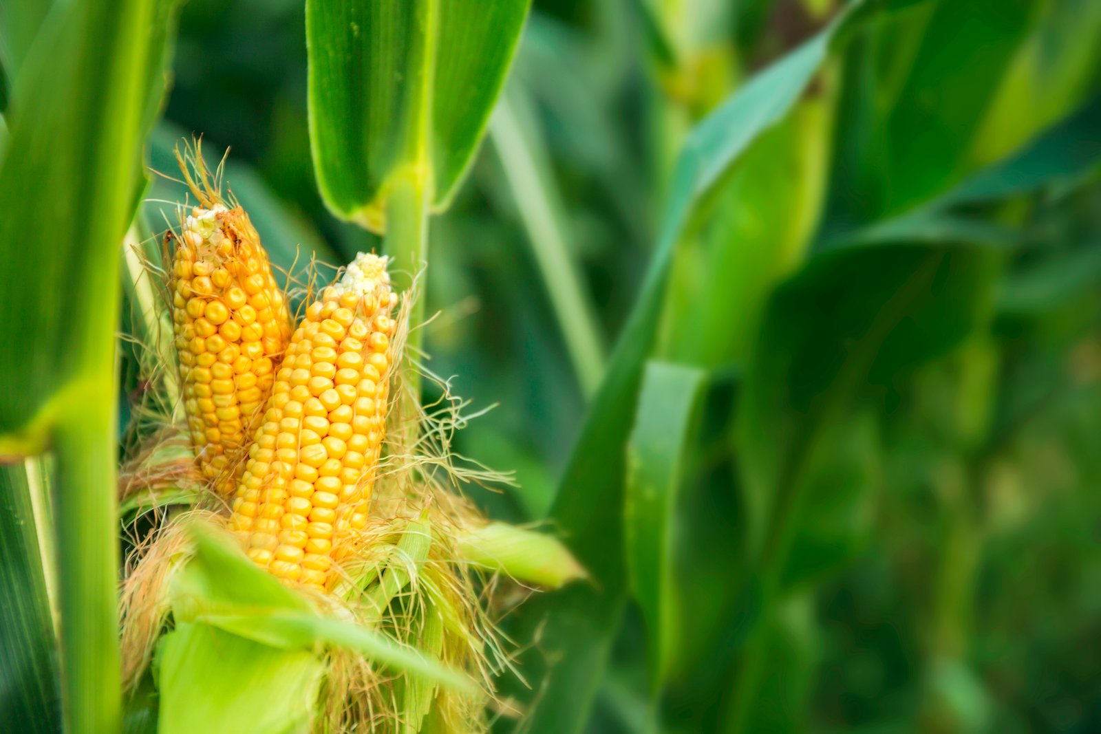 corn-photo