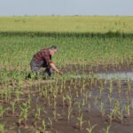 Mexico Bans GE Corn Seeds