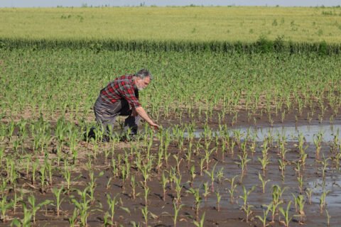 Mexico Bans GE Corn Seeds