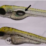 This explores zebrafish hair cell regeneration using CRISPR and RNA-seq to understand pathways like Notch and Wnt.