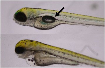 This explores zebrafish hair cell regeneration using CRISPR and RNA-seq to understand pathways like Notch and Wnt.